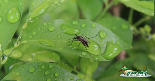 closeup of mosquito on leaf