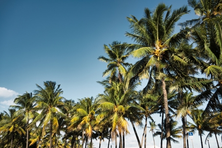 Palm Trees in Lummus Park | Green Wing Services