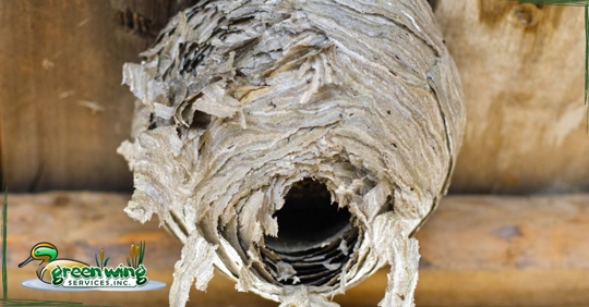 Wasp nest close up