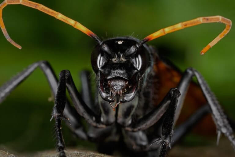 Scary Bug Number 9: Bullet ant