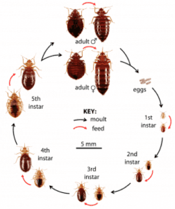 Bed bug lifecycle