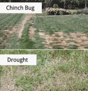 Chinch bug vs drought 