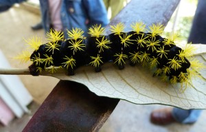 Scary Bug Number 8: Giant Silkworm Assassin Caterpillar