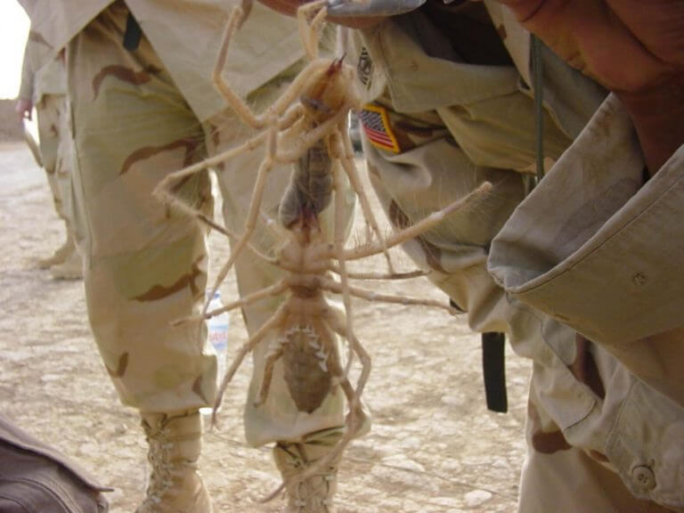 Creepy Insect Number 5: Camel spiders