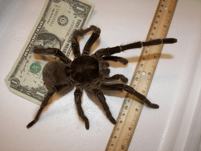 Creepy Insect Number 2: Goliath Birdeater