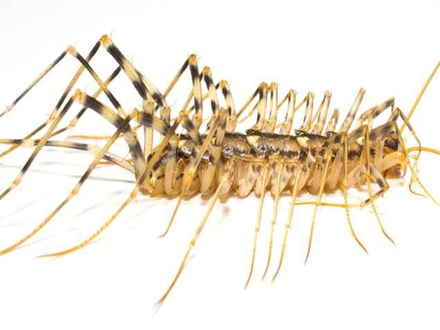 Creepy Insect Number 4: House centipedes