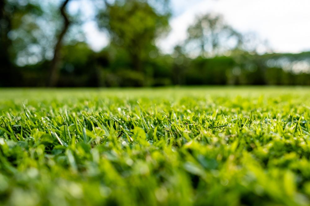 well fertilized lawn