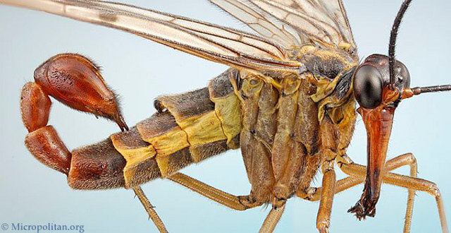 creepy insect number 1: Scorpionfly