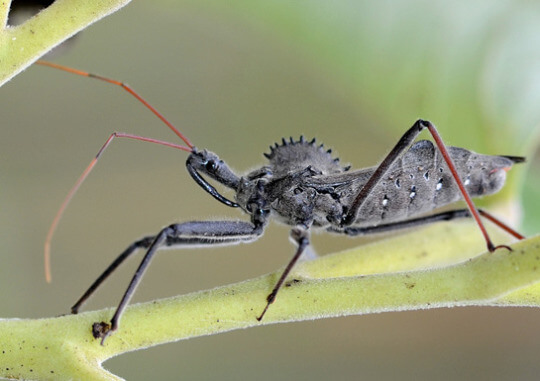 Creepy Insect Number 3: Assassin bug