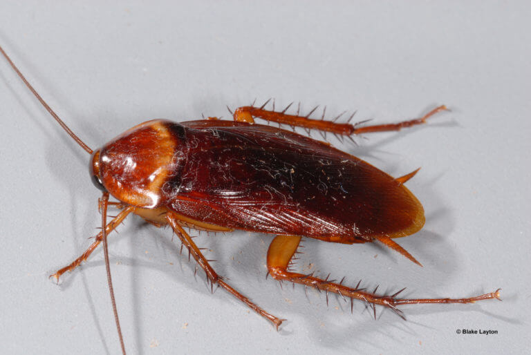 Ugly Insect Pest Number 10: Cockroach 