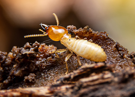 Termite Control